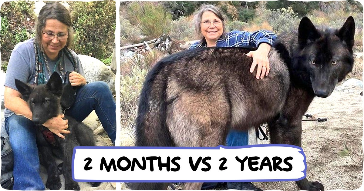 15+ Sweet Puppies and Kittens Who’ve Become Beautiful Beasts Quite Quickly