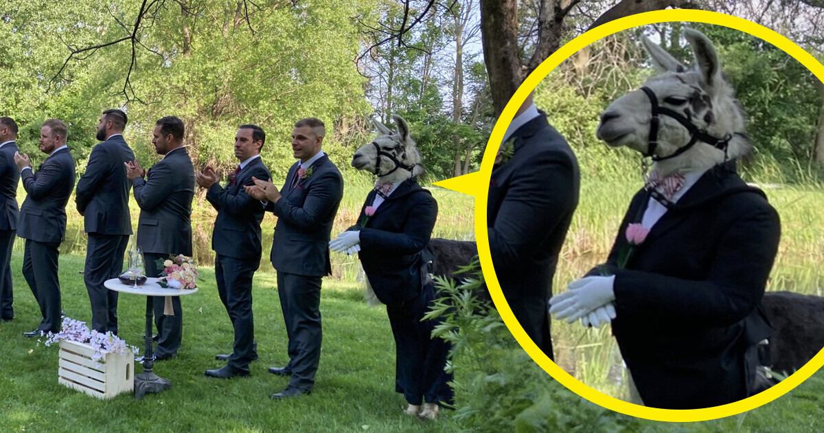Llama in Tuxedo Attended Wedding and It’s the Best Thing We’ve Seen That Day So Far Llama in Tuxedo Attended Wedding and It’s the Best Thing We’ve Seen That Day So Far