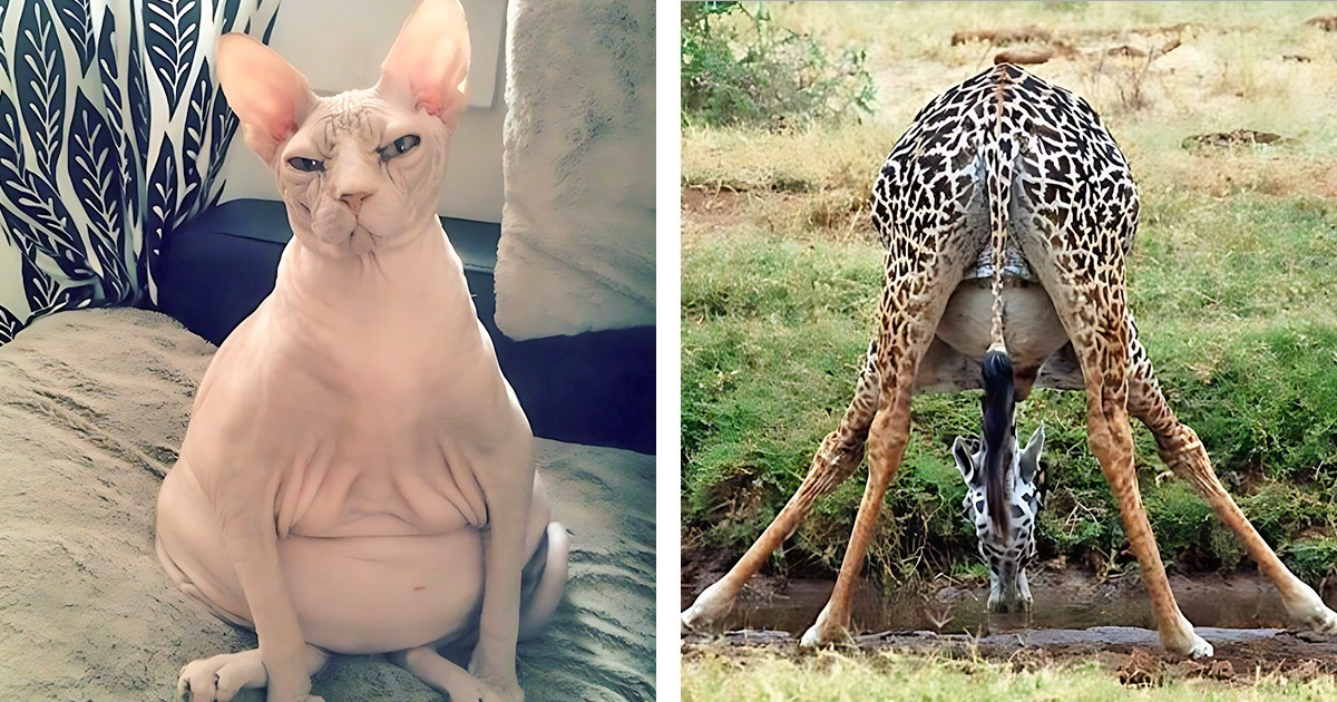 17 Pregnant Animals That Prove They Aren’t That Different from Humans ...