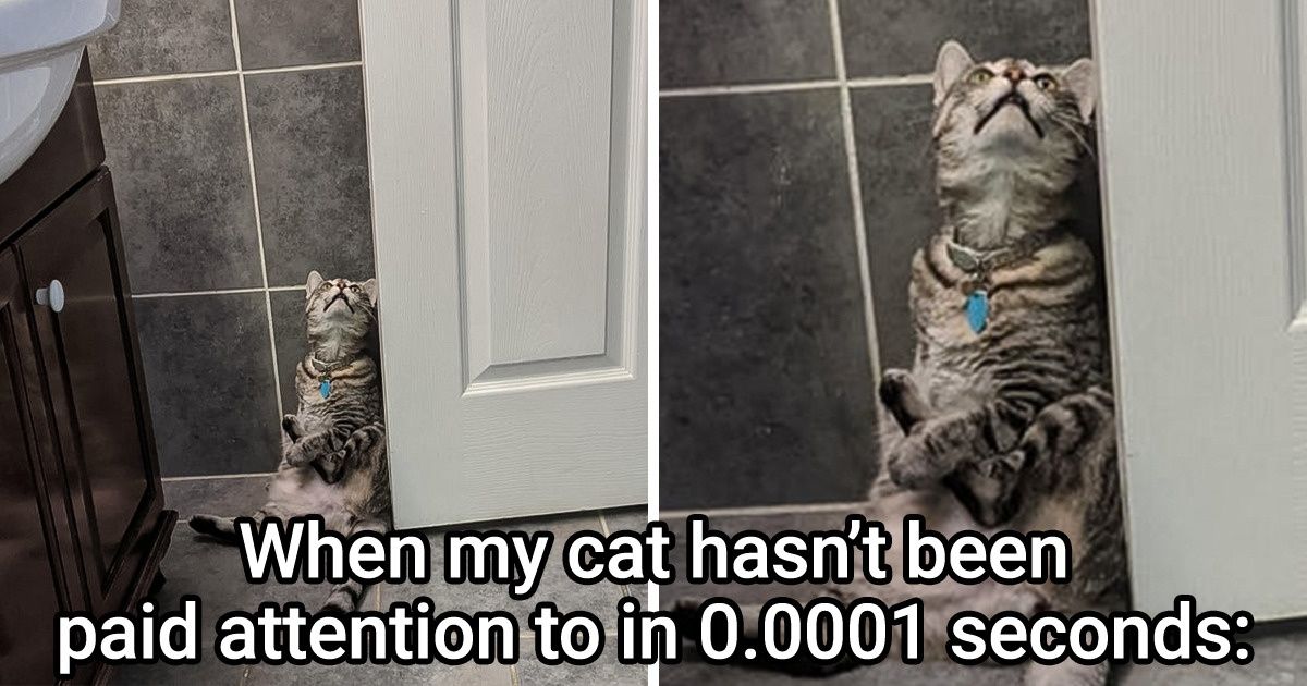 20+ Times Cats Didn’t Feel Like They Had to Abide by the Laws of ...