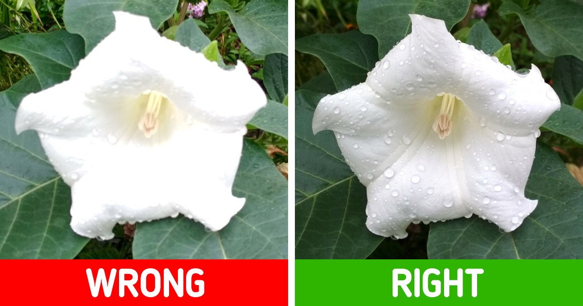14 Easy Things You Can Do to Make Your Phone Pics Look Professional