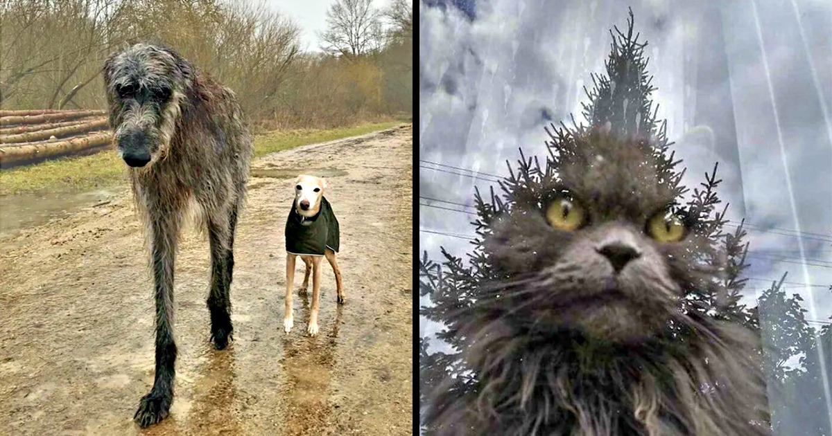 15 Sights You Will Need a Few Seconds to Decode