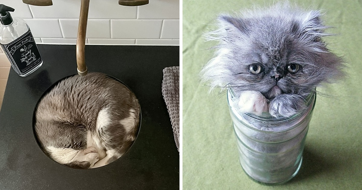 18 Cats Who Try Their Best to Fit in the Smallest Space Available
