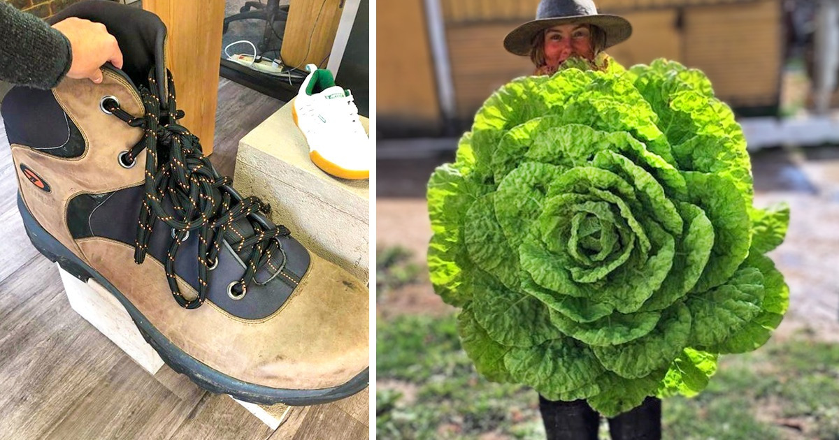 16 Things and Animals Grew So Large We Needed Proof to Believe They Actually Existed