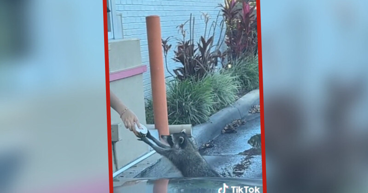 Raccoon ’Queues up’ at Dunkin’ Donuts and Gets a Doughnut as a Gift