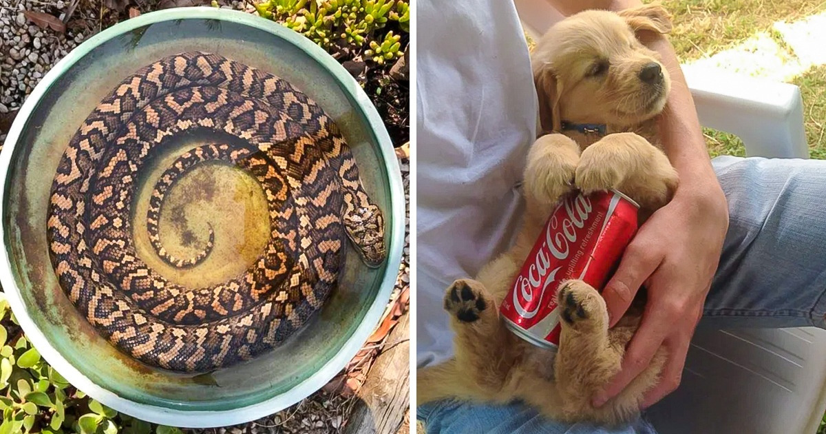 17 Pictures That Show What Extreme Heat Can Do