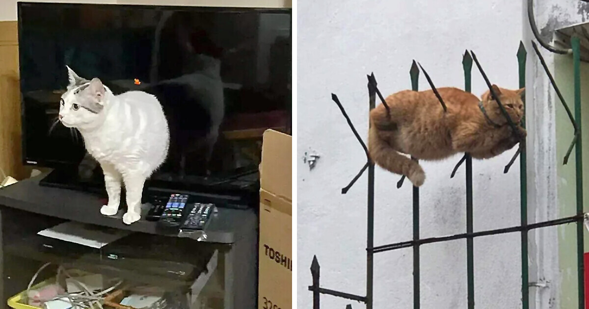 17 Pictures Your Brain Will Immediately Deem Peculiar