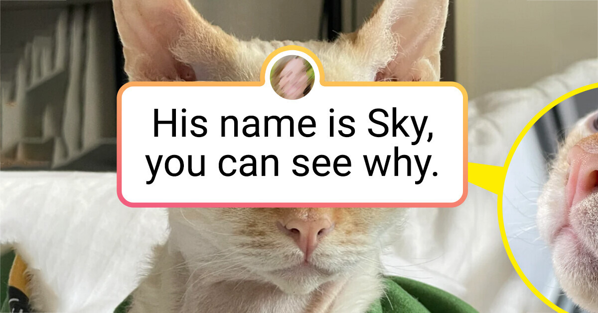 15+ Times When Nature Accidentally Created Masterpieces and Has Tried Especially Hard Over Some Animals