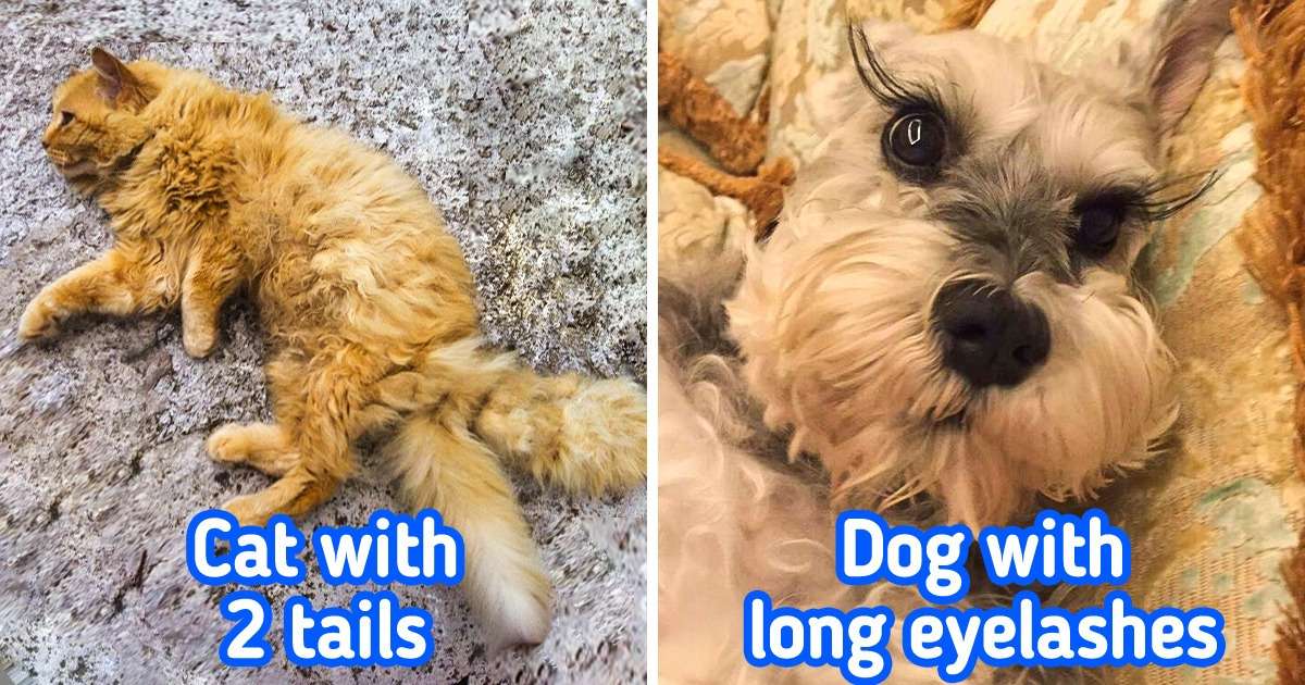 22 Animals That Were Blessed With Unique Features