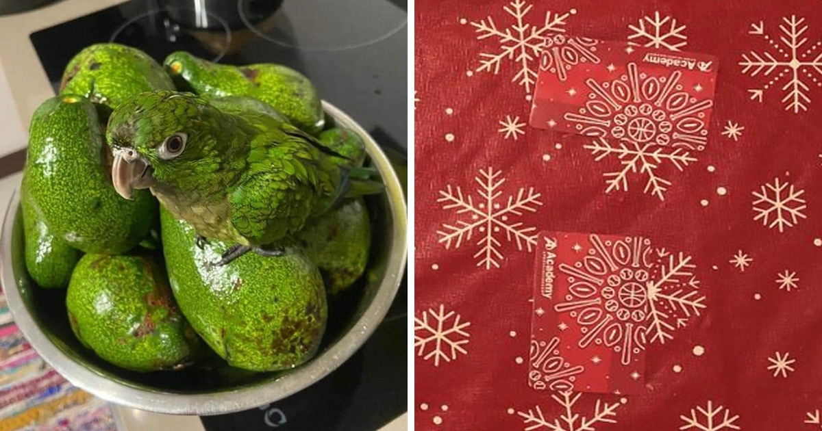15+ Examples of Perfect Camouflage That Can Easily Trick Our Eyes