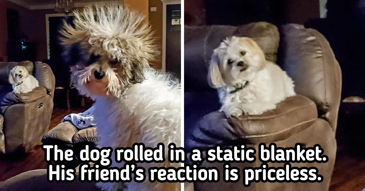 15+ Rib-Tickling Photos That Will Make Anyone Chuckle