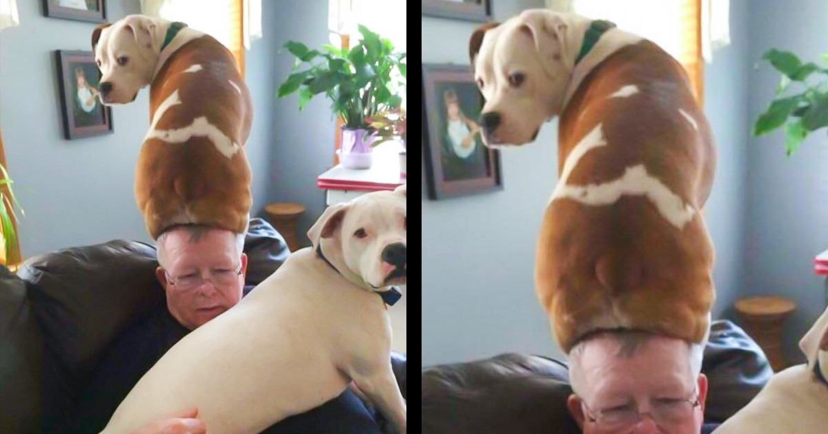 16 Animals Who Stepped on the Line Between Sweet and Goofy