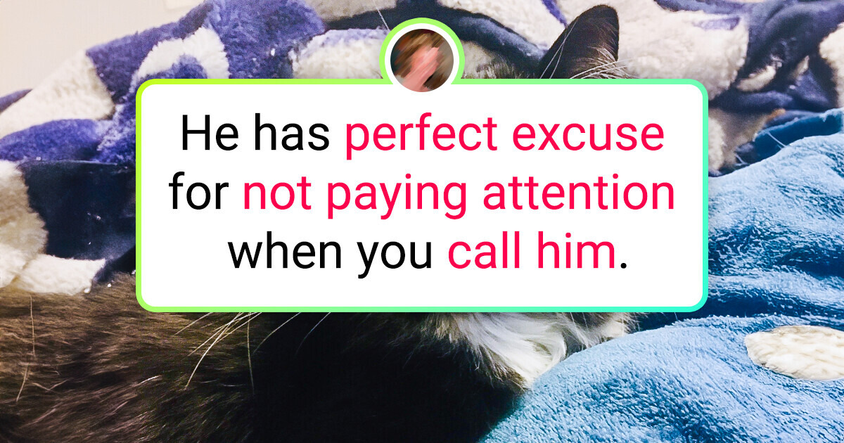 18 Animals That Got Second Chance and Were Adopted. Even That Some Have Peculiarity