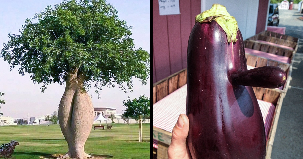 14 Times Nature Proved That It Can Keep Us Entertained