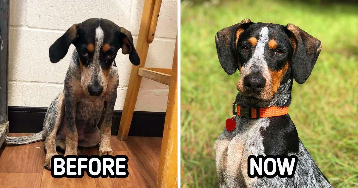 20 Pets That Were Born Again After Being Rescued / Now I've Seen Everything