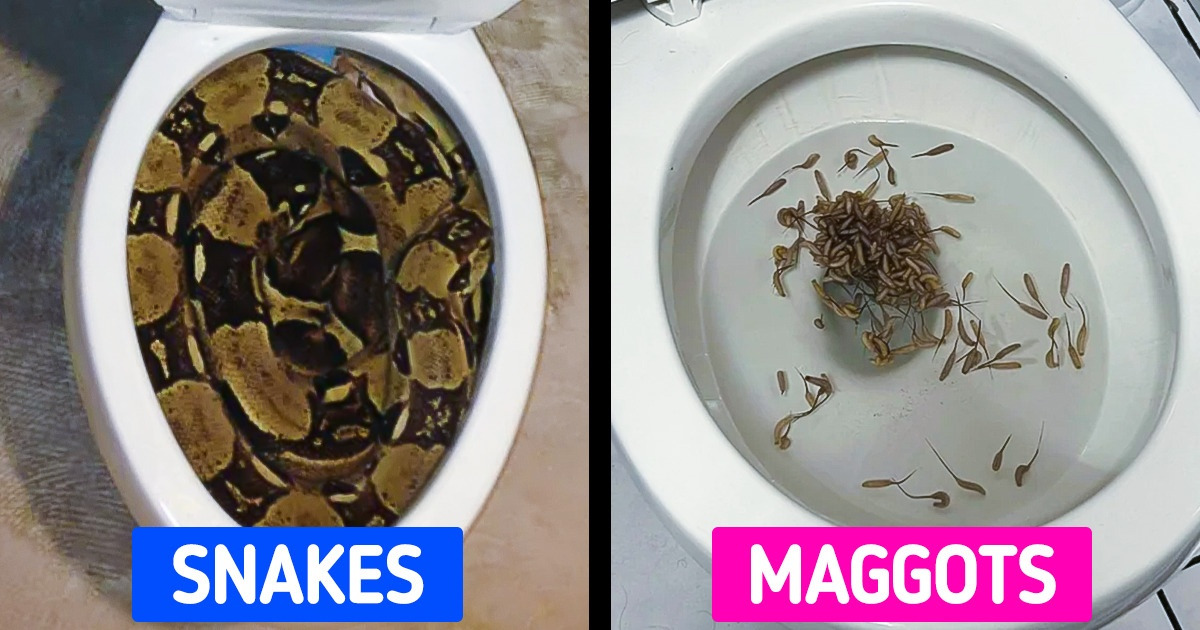 7 Repulsive Creatures Who Are Always Searching for Ways to Enter Your Home 7 Repulsive Creatures Who Are Always Searching for Ways to Enter Your Home