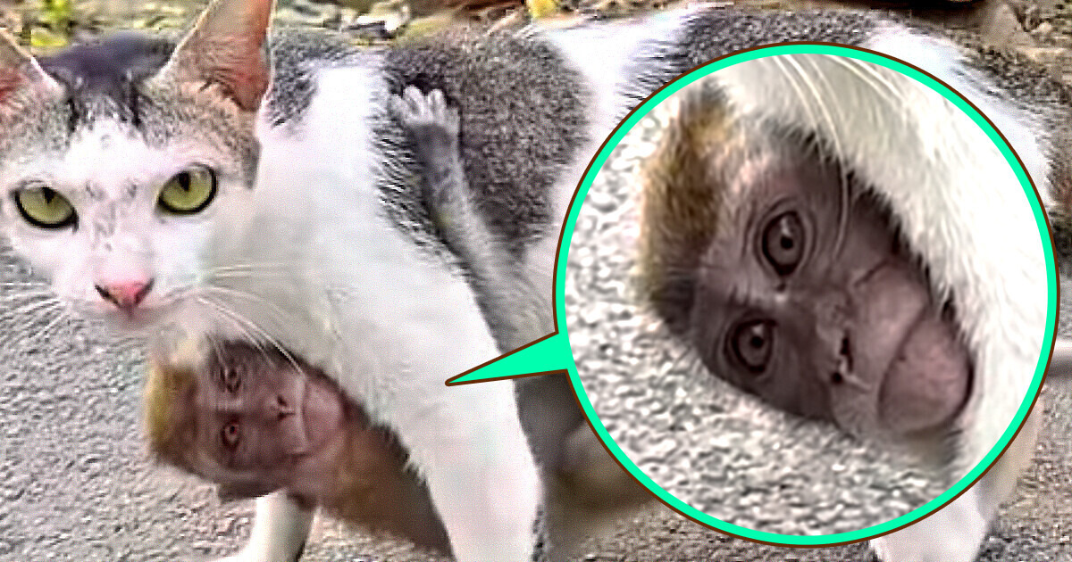 You Will Not Be Able to Hold Back Tears of Emotion From This Viral Video: A Cat Adopted a Lost Baby Monkey