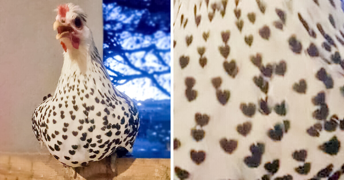 16 Ravishing Animals Who Won the Genetic Lottery