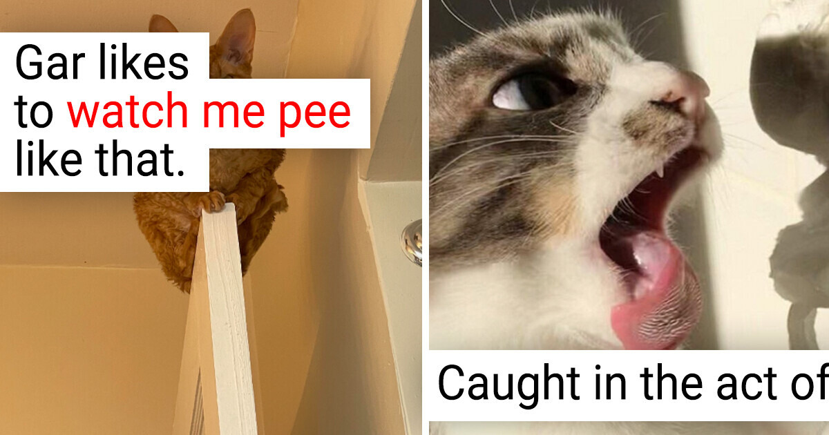 19 Cats Who Literally Show Everyone Who Is Weirdo in the House