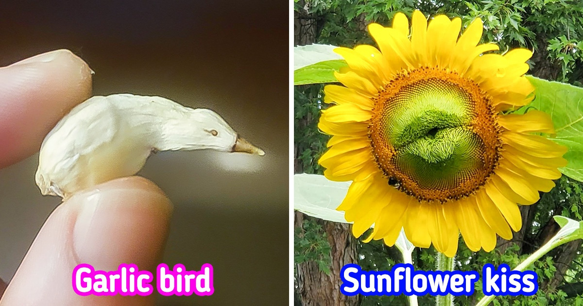 20 Times Mother Nature Showed Us What Creativity Truly Means
