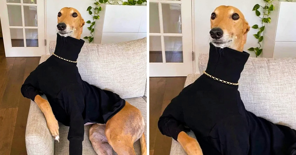 18 Animals Who Never Cease to Surprise Us With Their Smug Behavior