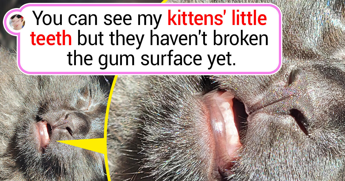 20+ Usual Things You Can Not See Everyday Like They Are Here