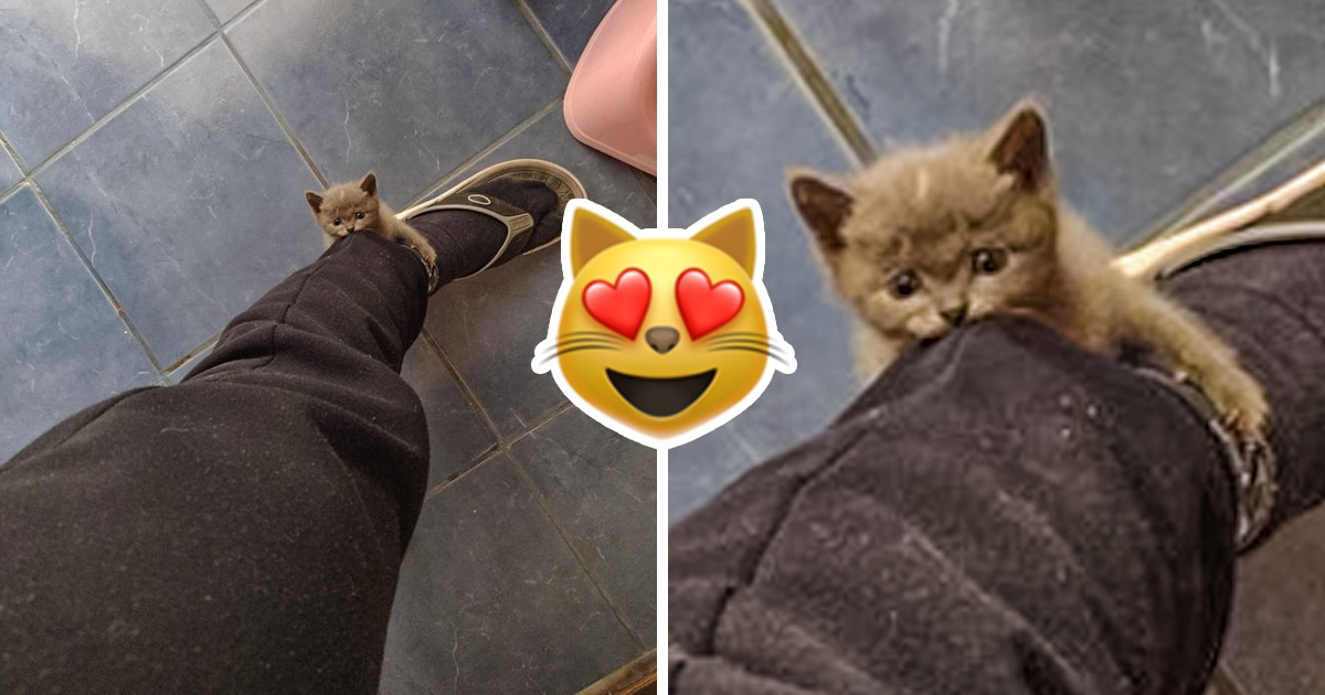 20 Pics of Adorable Pets That Can Soothe Your Stress Away