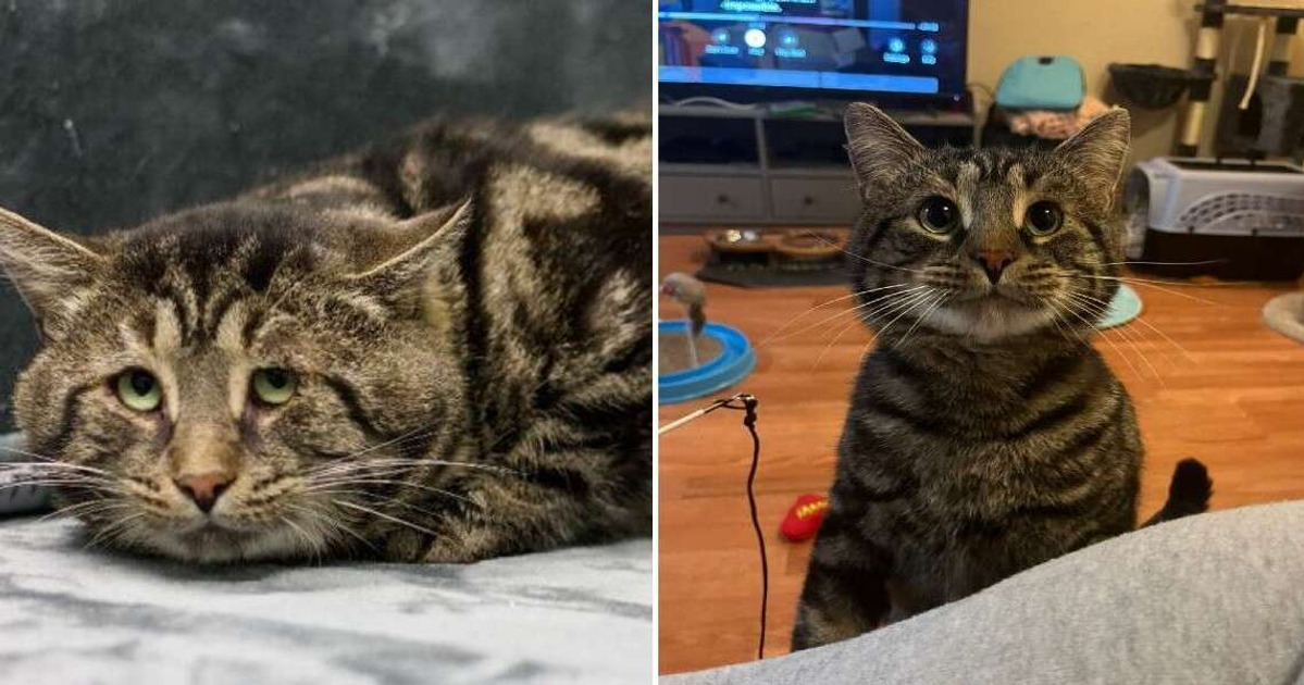 Shelter Cat Became Unrecognizable after Finding a Happy Home Despite Sad Past