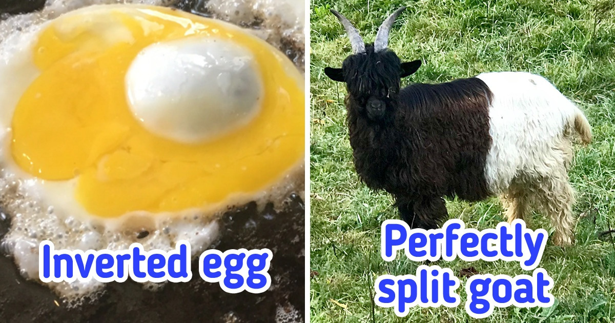 20+ Times Nature Played Cunning Tricks on Us