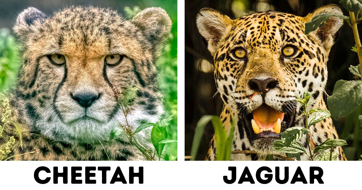 20+ Differences Between a Jaguar, a Leopard, and a Cheetah / Now I've ...