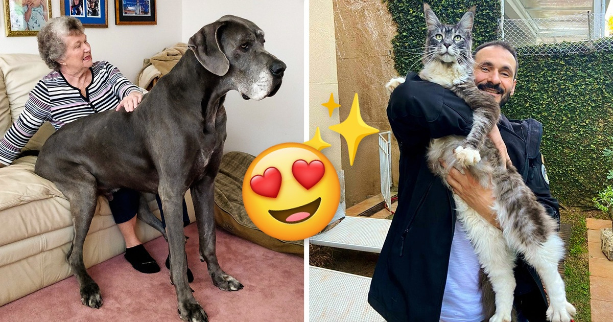 19 Pets That Forgot They’re Huge