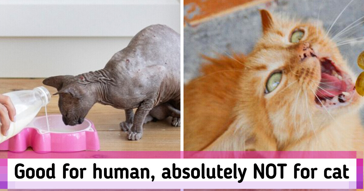 10 «NO» Foods for Cat If You Want Your Fluffy Friend Be Healthy 10 «NO» Foods for Cat If You Want Your Fluffy Friend Be Healthy