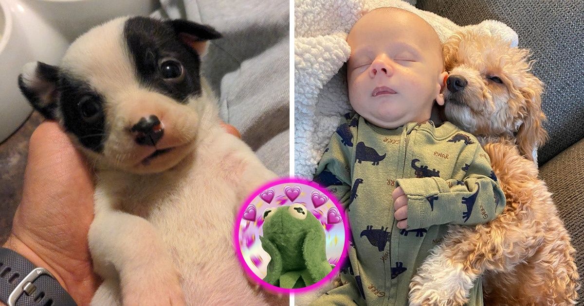 20 Photos That May Have Melted the Hearts of the People Who Took Them