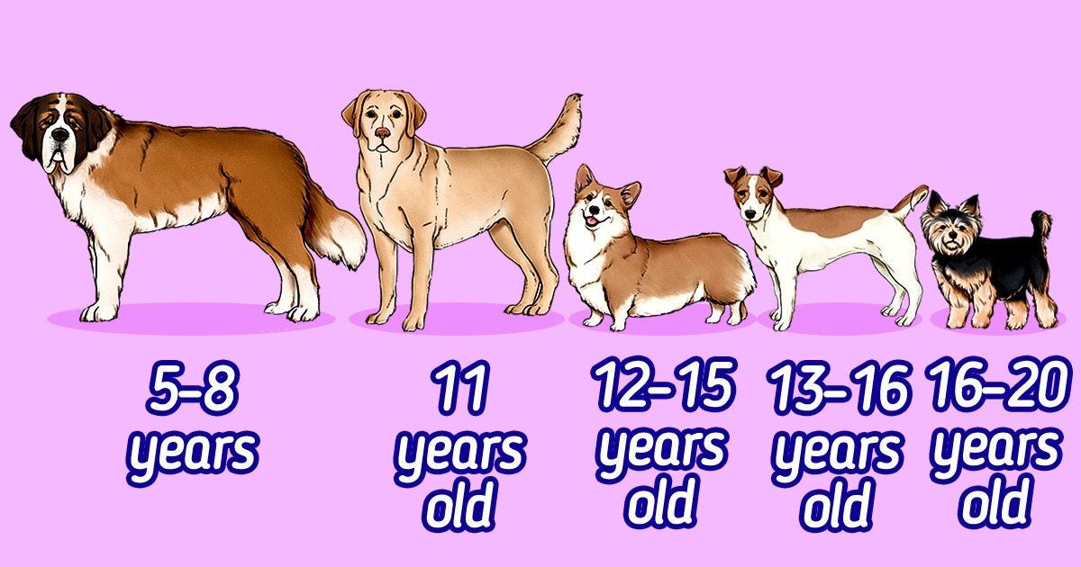 How Long Do Dogs Live: The Average Lifespan of Popular Dog Breeds / Now