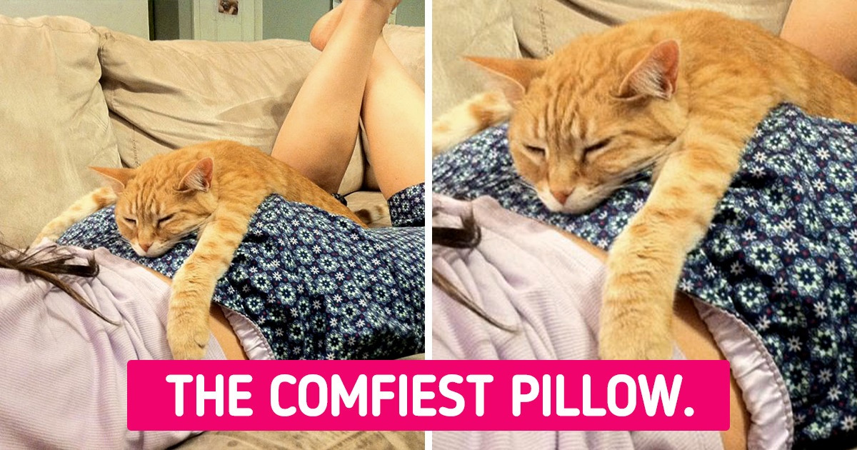 22 Clever Pets Who Uncovered the Secret to the Perfect Nap