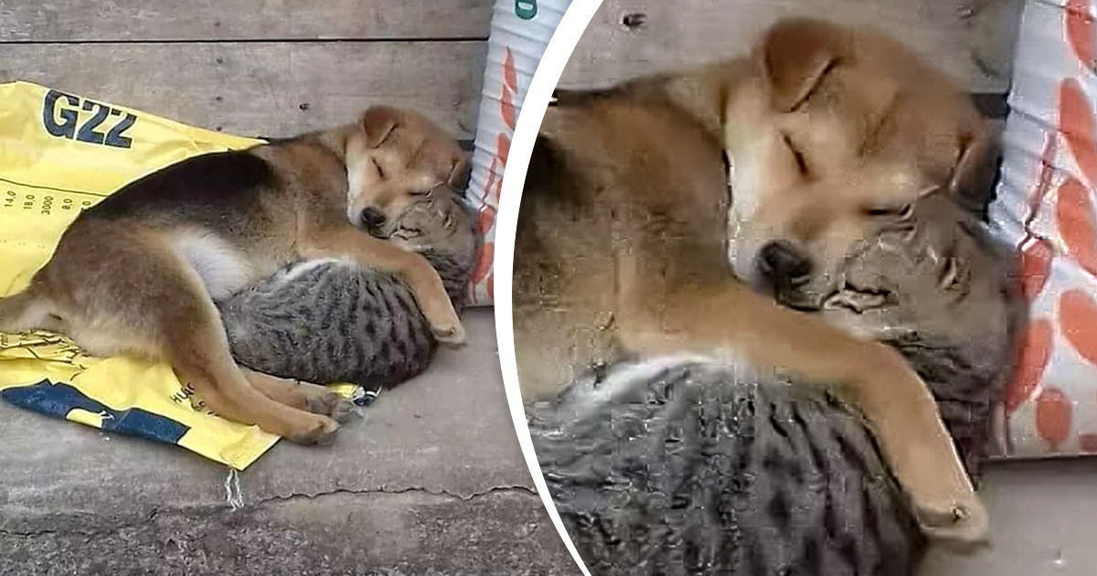 15 Pictures That Could Even Make a Rock Solid Heart Melt