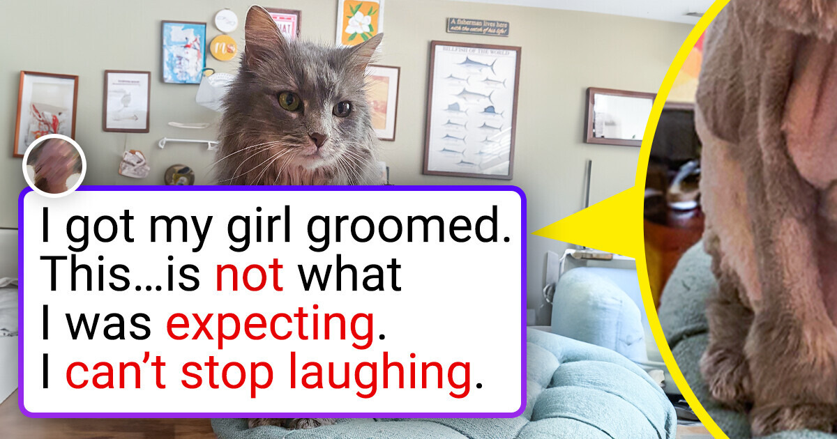 20 Pet Owners Who Will Triple Think Next Time They’ll Decide to Drop Them to Groomer