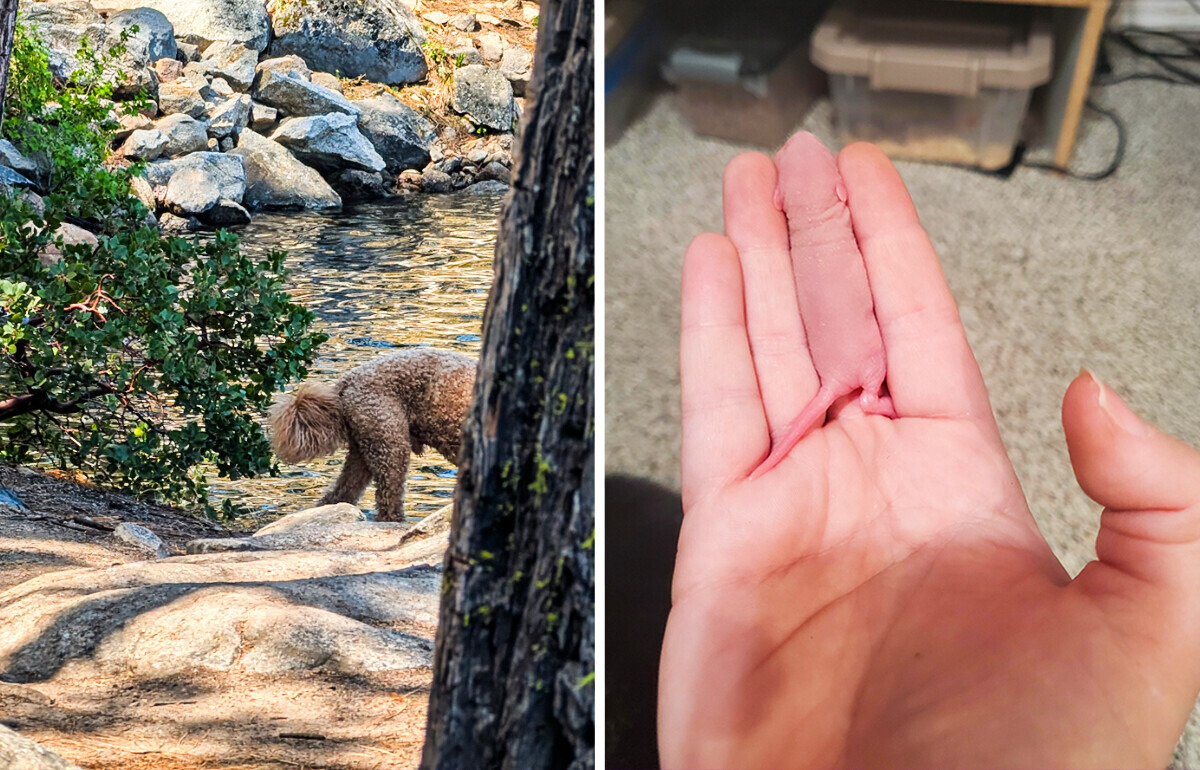 What Do You See? These 15 Confusing Photos Will Challenge Your Brain