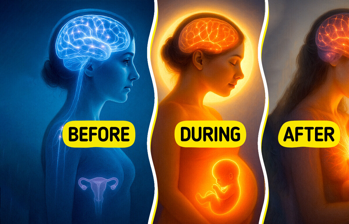 Pregnancy Permanently Reshapes the Brain, According to Science Pregnancy Permanently Reshapes the Brain, According to Science
