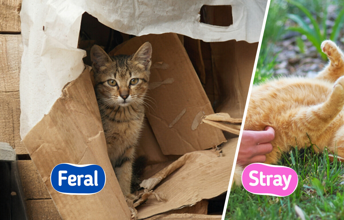 Spot These 10 Signs When You See a Cat to Tell If It’s a Stray or Not