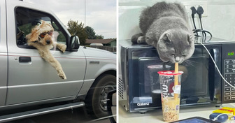 17 Photos That Prove Animals Are Undoubtedly the Best Comedians