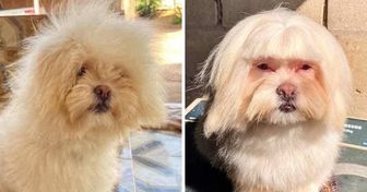 15 People Who Left The Groomers With a Whole Different Pet