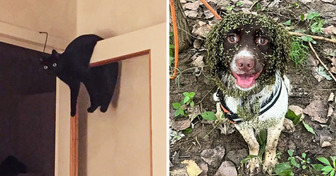 18 Goofy Animals That Have Absolutely No Plans to Grow Up