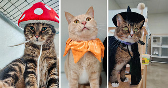 20+ Sweet Ideas That Made Pets Feel Truly Loved