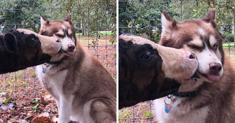 15+ Pets That Have Mastered the Art of Friendship