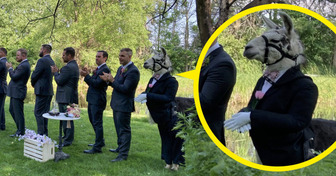 Llama in Tuxedo Attended Wedding and It’s the Best Thing We’ve Seen That Day So Far