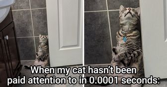 20+ Times Cats Didn’t Feel Like They Had to Abide by the Laws of Physics or Common Sense