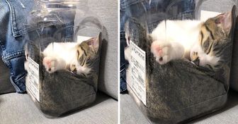 15+ Pics That Will Make You Believe Cats Are Liquid