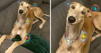 15 Pets Whose Behavior Is So Unusual It Requires a Manual