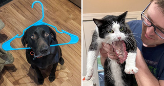 20 Adorable Pets That Made Their Owners Laugh Instead of Getting Angry
